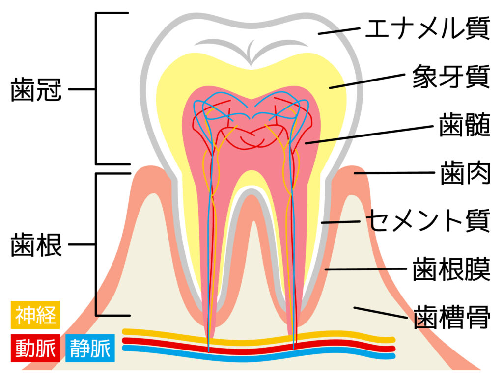 歯の構造